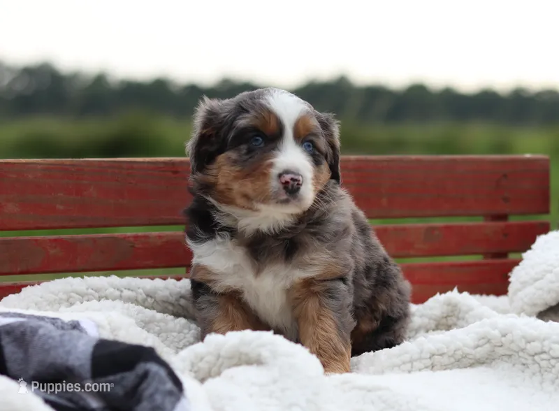 Blossom – Australian Shepherd puppy for sale in Pantego, NC