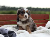 Blossom, a female Australian Shepherd for sale in Pantego, NC – 1 of 10