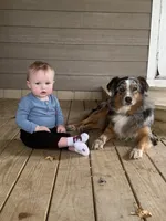 Blossom, a female Australian Shepherd for sale in Pantego, NC – Photo 5 of 8