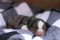 Blossom, a female Australian Shepherd for sale in Pantego, NC – Photo 2 of 8
