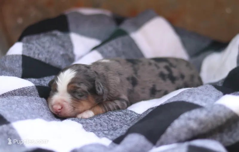 Blossom – Australian Shepherd puppy for sale in Pantego, NC
