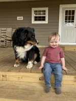 Blossom, a female Australian Shepherd for sale in Pantego, NC – Photo 7 of 8