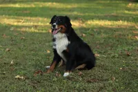 Blossom, a female Australian Shepherd for sale in Pantego, NC – Photo 8 of 8