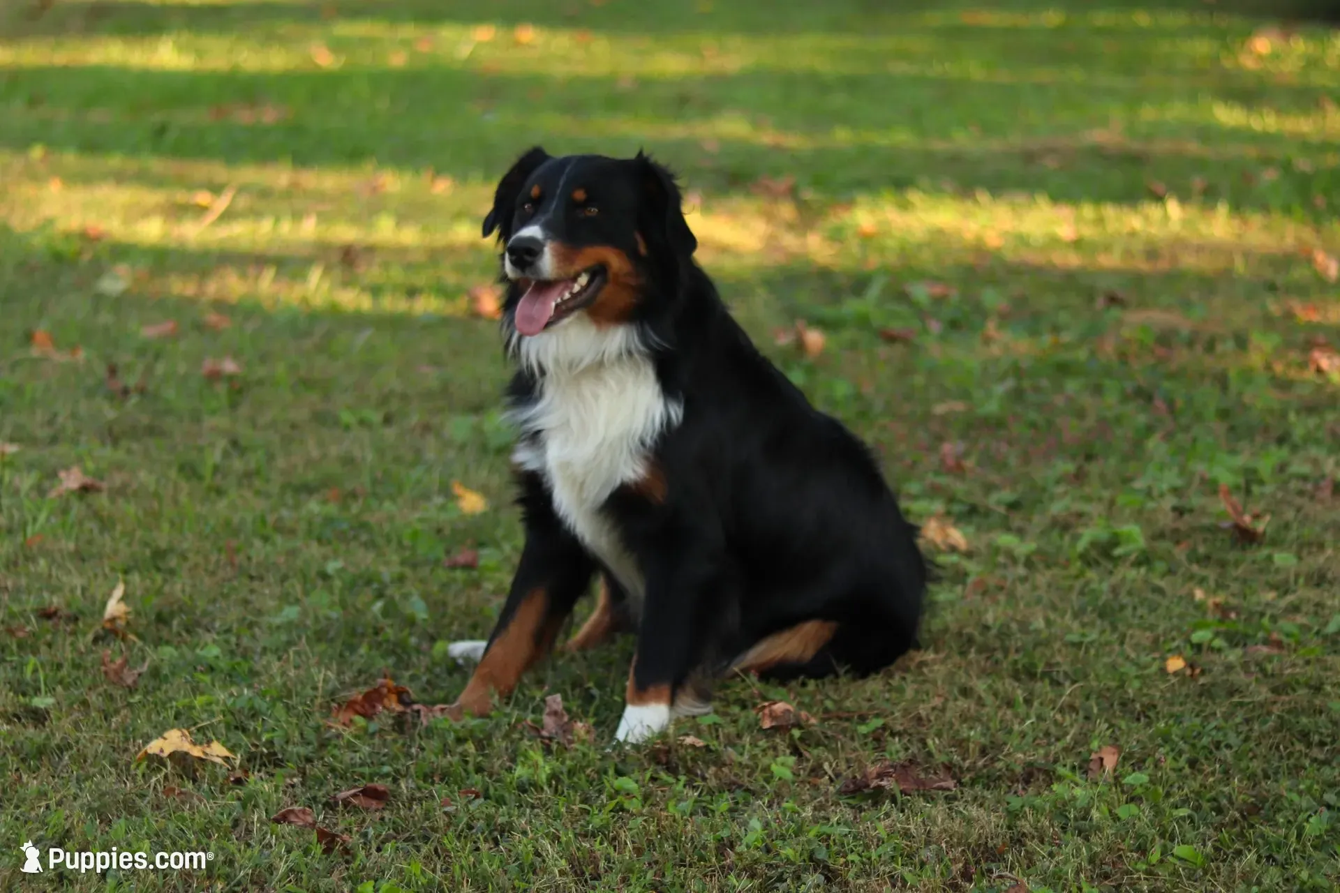 Bluebell, a female Australian Shepherd for sale in Pantego, NC – 10 of 10