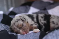 Bluebell, a female Australian Shepherd for sale in Pantego, NC – Photo 2 of 6