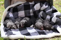 Bluebell, a female Australian Shepherd for sale in Pantego, NC – Photo 3 of 6