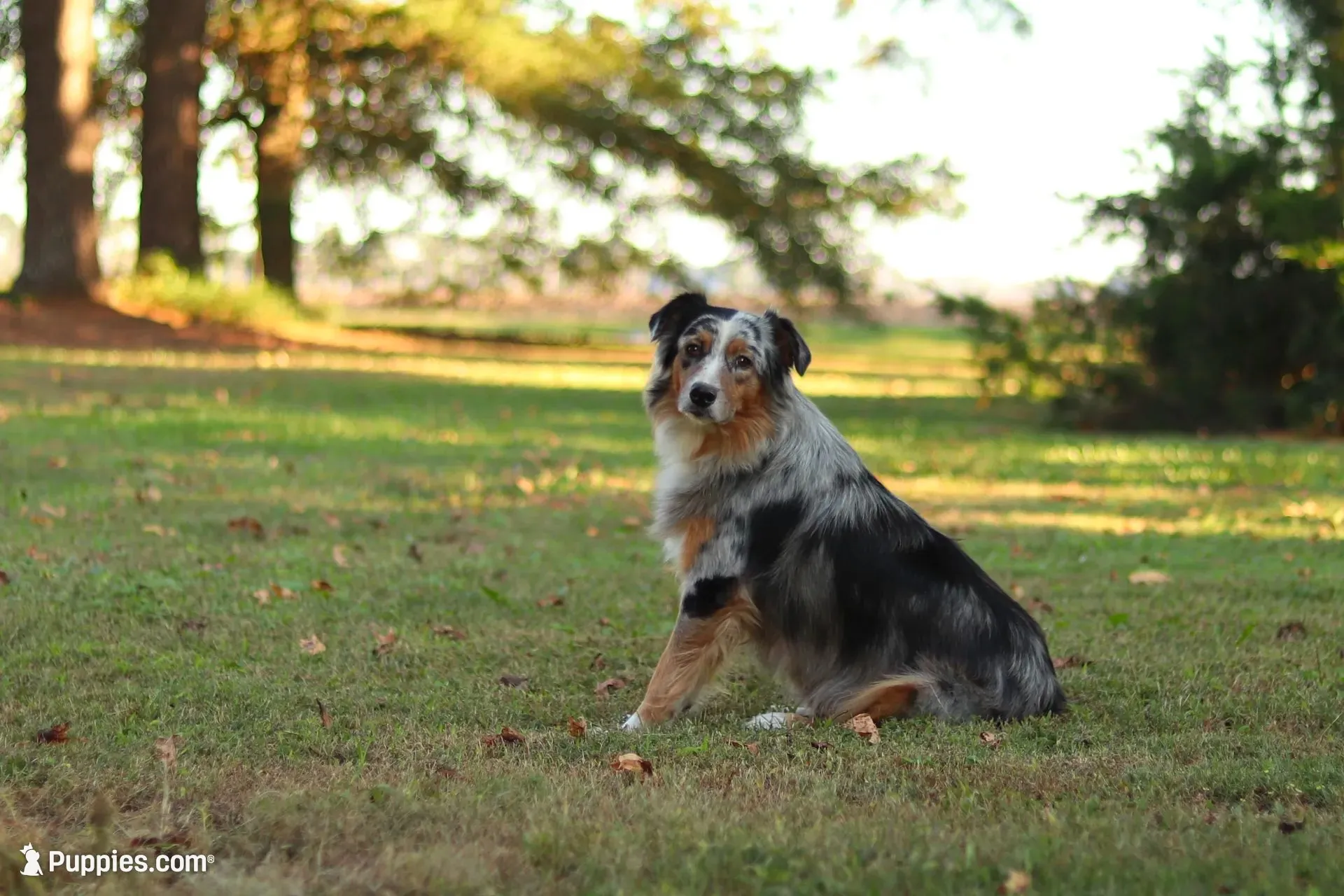 Bluebell, a female Australian Shepherd for sale in Pantego, NC – 8 of 10