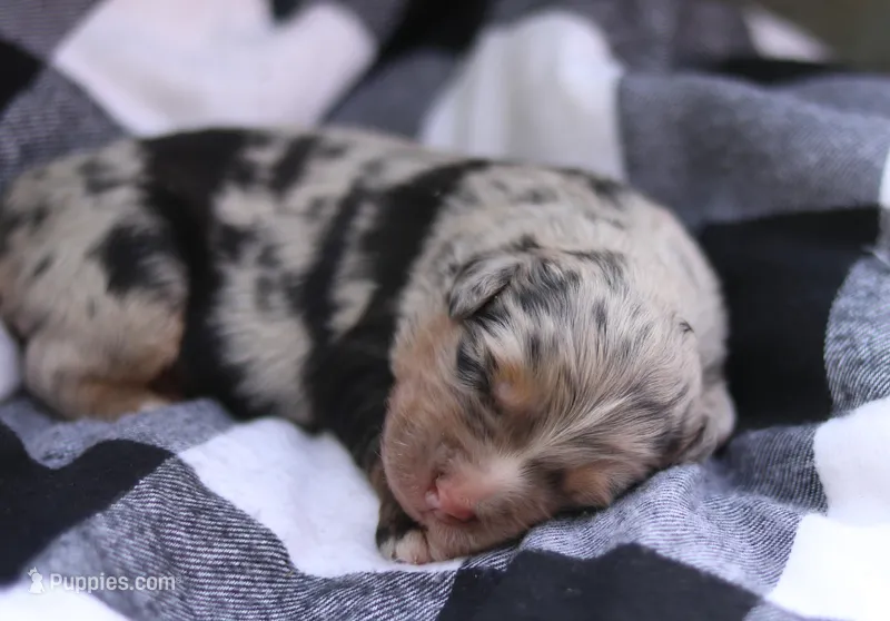 Bluebell – Australian Shepherd puppy for sale in Pantego, NC