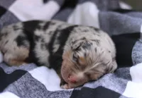 Bluebell, a female Australian Shepherd for sale in Pantego, NC – Photo 1 of 6