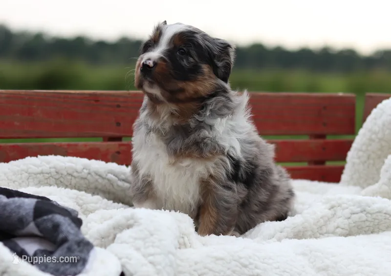 Birdie – Australian Shepherd puppy for sale in Pantego, NC