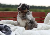 Birdie, a female Australian Shepherd for sale in Pantego, NC – 1 of 10