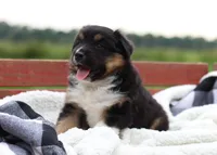Buddy, a male Australian Shepherd for sale in Pantego, NC – 2 of 10