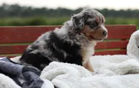 Bluebell, a female Australian Shepherd for sale in Pantego, NC – 2 of 10