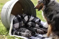 Breezy, a female Australian Shepherd for sale in Pantego, NC – Photo 4 of 6