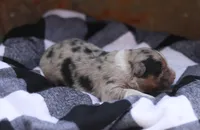 Breezy, a female Australian Shepherd for sale in Pantego, NC – Photo 2 of 6