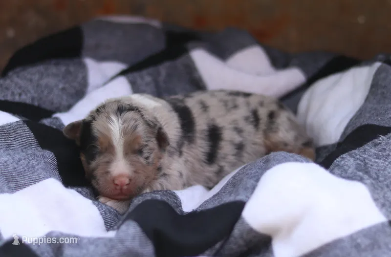 Breezy – Australian Shepherd puppy for sale in Pantego, NC