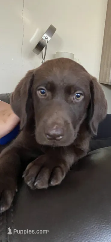 Truffle - Chocolate Female Lab – Labrador Retriever puppy for sale in Autryville, NC