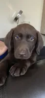Truffle - Chocolate Female Lab, a female Labrador Retriever for sale in Autryville, NC – 1 of 9