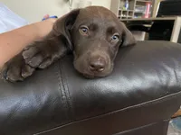 Truffle - Chocolate Female Lab, a female Labrador Retriever for sale in Autryville, NC – 6 of 9
