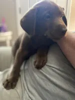 Rowdy- Chocolate female lab , a female Labrador Retriever for sale in Autryville, NC – 2 of 7