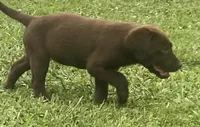 Chocolate Female Lab, a female Labrador Retriever for sale in Autryville, NC – 1 of 4