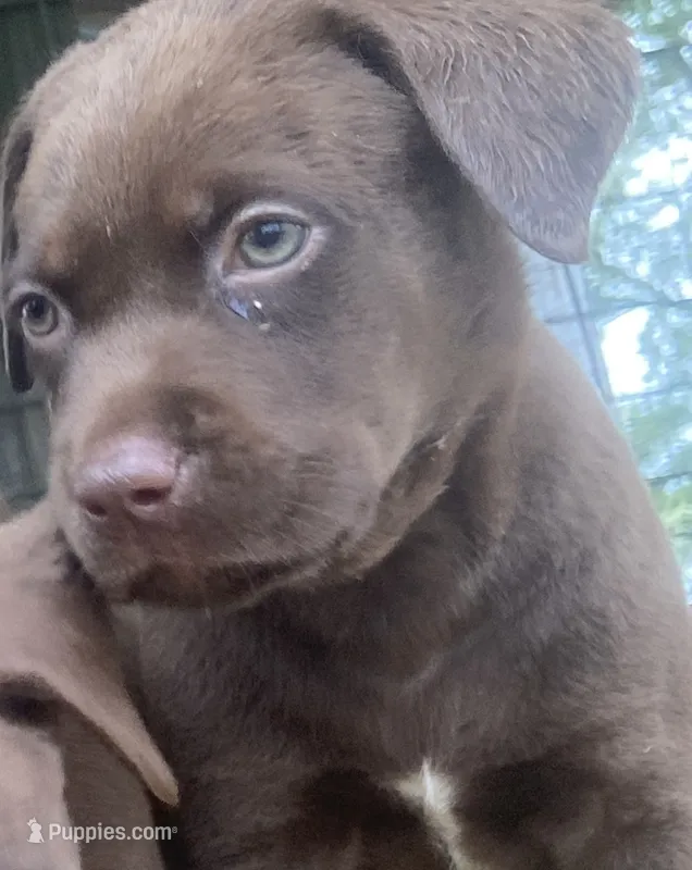 Chocolate Lab Male – Labrador Retriever puppy for sale in Autryville, NC