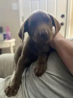 Rowdy- Chocolate female lab , a female Labrador Retriever for sale in Autryville, NC – 5 of 7
