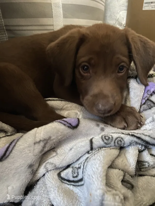 Rowdy- Chocolate female lab  – Labrador Retriever puppy for sale in Autryville, NC