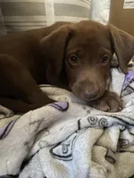 Rowdy- Chocolate female lab , a female Labrador Retriever for sale in Autryville, NC – 1 of 7