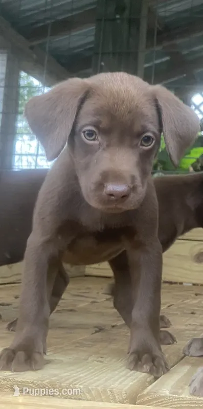 Domino  – Labrador Retriever puppy for sale in Autryville, NC