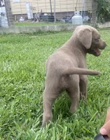 Silver lab, a male Labrador Retriever for sale in Autryville, NC – 4 of 4