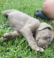 Silver lab, a male Labrador Retriever for sale in Autryville, NC – 3 of 4