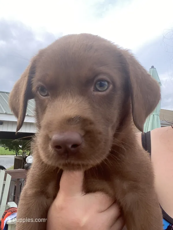 Chocolate female – Labrador Retriever puppy for sale in Autryville, NC