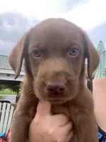 Chocolate female, a female Labrador Retriever for sale in Autryville, NC – 2 of 2