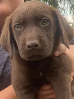 Chocolate Female Lab, a female Labrador Retriever for sale in Autryville, NC – 2 of 4