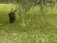 Chocolate Female Lab, a female Labrador Retriever for sale in Autryville, NC – 3 of 4