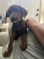 Rowdy- Chocolate female lab , a female Labrador Retriever for sale in Autryville, NC – 4 of 7