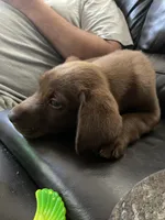 Rowdy- Chocolate female lab , a female Labrador Retriever for sale in Autryville, NC – 6 of 7