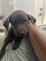 Rowdy- Chocolate female lab , a female Labrador Retriever for sale in Autryville, NC – 3 of 7