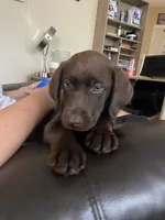 Truffle - Chocolate Female Lab, a female Labrador Retriever for sale in Autryville, NC – 5 of 9