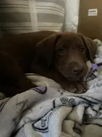 Rowdy- Chocolate female lab , a female Labrador Retriever for sale in Autryville, NC – 7 of 7