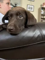 Truffle - Chocolate Female Lab, a female Labrador Retriever for sale in Autryville, NC – 3 of 9