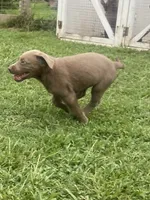 Silver lab, a male Labrador Retriever for sale in Autryville, NC – 2 of 4