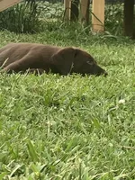 Chocolate Female Lab, a female Labrador Retriever for sale in Autryville, NC – 4 of 4
