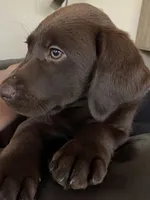 Truffle - Chocolate Female Lab, a female Labrador Retriever for sale in Autryville, NC – 2 of 9
