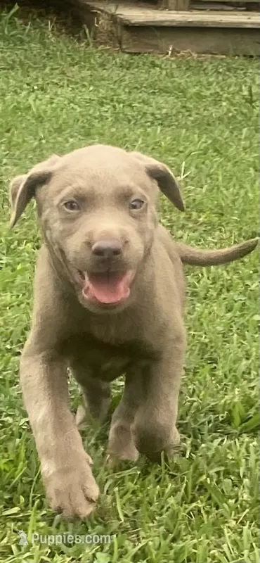 Silver lab – Labrador Retriever puppy for sale in Autryville, NC