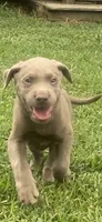 Silver lab, a male Labrador Retriever for sale in Autryville, NC – 1 of 4