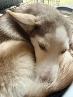 Kala - Forgiveness, a female Siberian Husky for sale in Pensacola, FL – 5 of 10