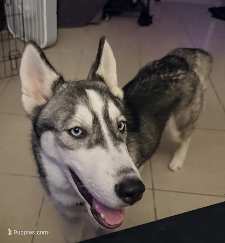 Koa - Brave Warrior – Siberian Husky puppy for sale in Pensacola, FL
