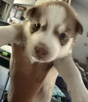 Akela - Graceful, a female Siberian Husky for sale in Pensacola, FL – Photo 2 of 10